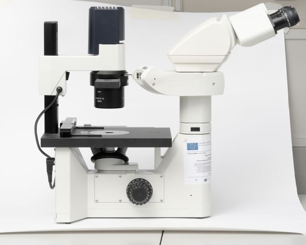 © Gaia Maggio - LM Microscope, Zoological Station Anton Dohrn Naples.