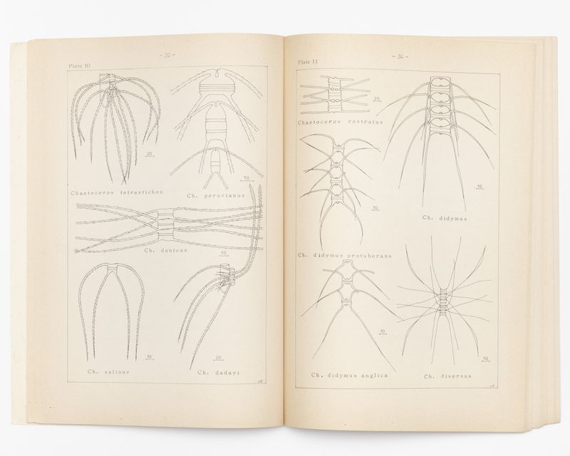 © Gaia Maggio - Image from the Diatomaceous Earth photography project