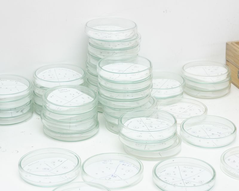 © Gaia Maggio - Petri dishes for vision at Electronic Transmission Microscope, Anton Dohrn Zoological Station Naples.