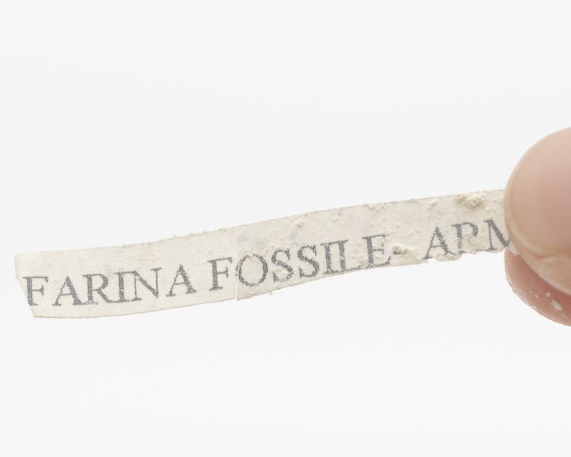 © Gaia Maggio - Fossil flour, Real Mineralogical museum, Natural and Physical Sciences Center University of Naples Federico II.