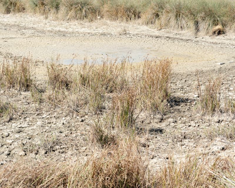 © Gaia Maggio - Variconi Nature Reserve, Castel Volturno, Caserta.