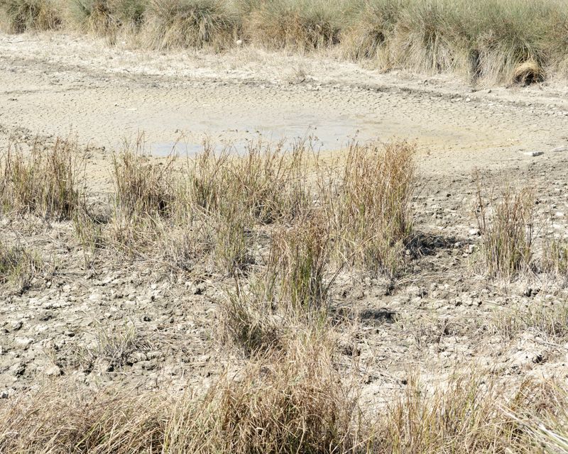 © Gaia Maggio - Variconi Nature Reserve, Castel Volturno, Caserta.