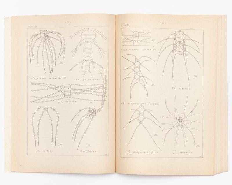 © Gaia Maggio - Image from the Diatomaceous Earth photography project