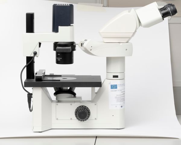 © Gaia Maggio - LM Microscope, Zoological Station Anton Dohrn Naples.