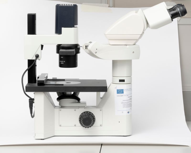 © Gaia Maggio - LM Microscope, Zoological Station Anton Dohrn Naples.