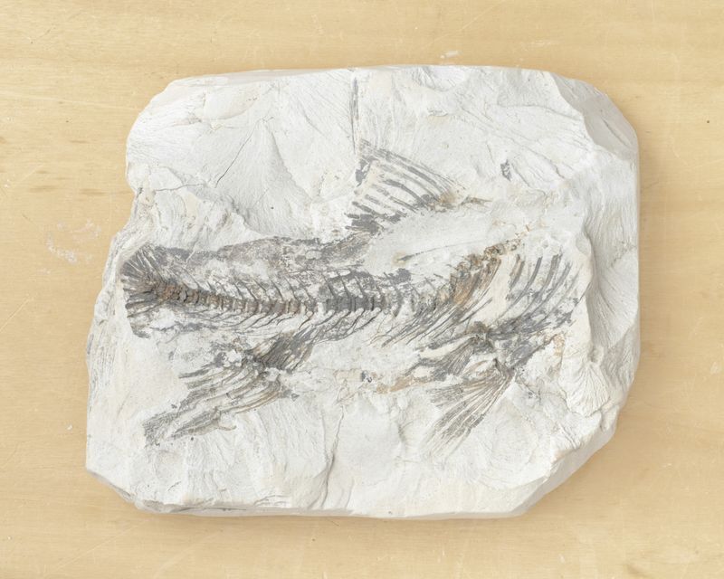 © Gaia Maggio - Image from the Diatomaceous Earth photography project