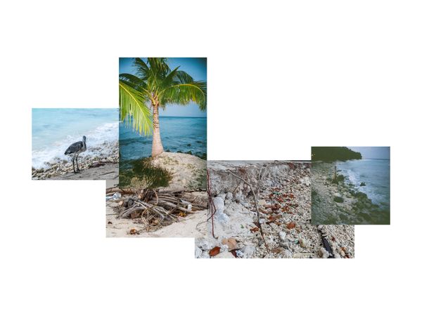 © Sophia Nasif - A juvenile grey heron searches for food on an eroded beach, whilst trees struggle to keep their roots on the shoreline.