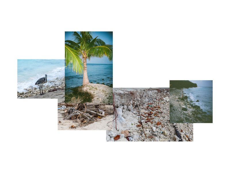 © Sophia Nasif - A juvenile grey heron searches for food on an eroded beach, whilst trees struggle to keep their roots on the shoreline.