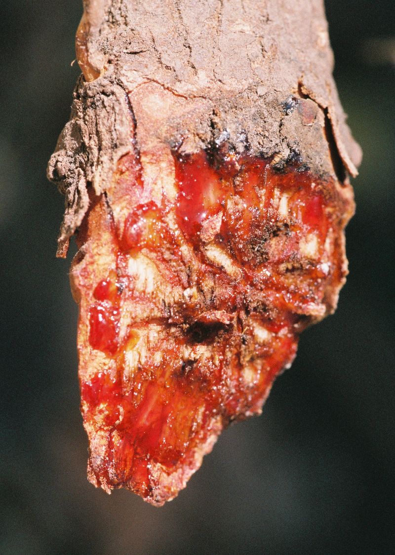 © Yixi Tian - A wild herb - Wu Hua Xue Teng