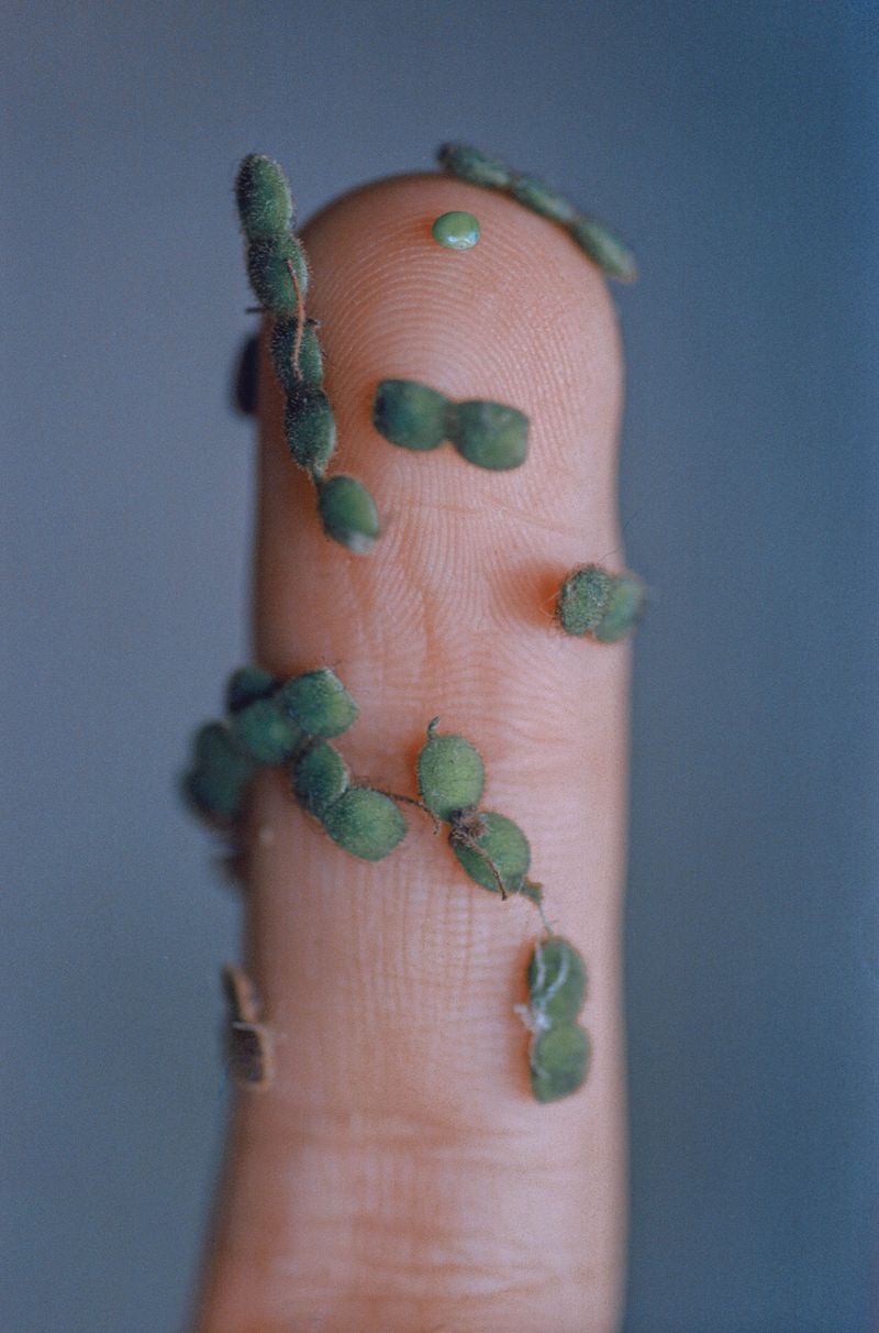 © Yixi Tian - Image from the Veiled by Cloud and Mist photography project