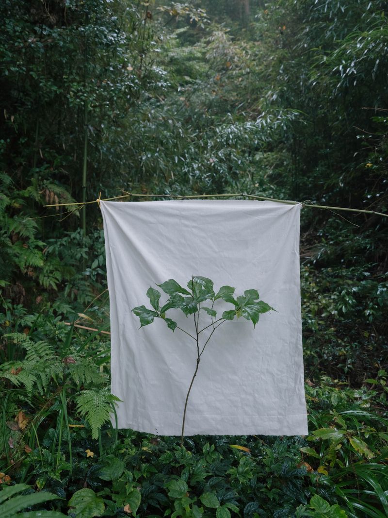 © Yixi Tian - Image from the Veiled by Cloud and Mist photography project