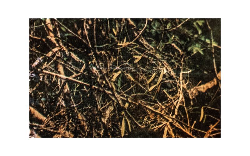 © Gabriel Uchida - Kavura