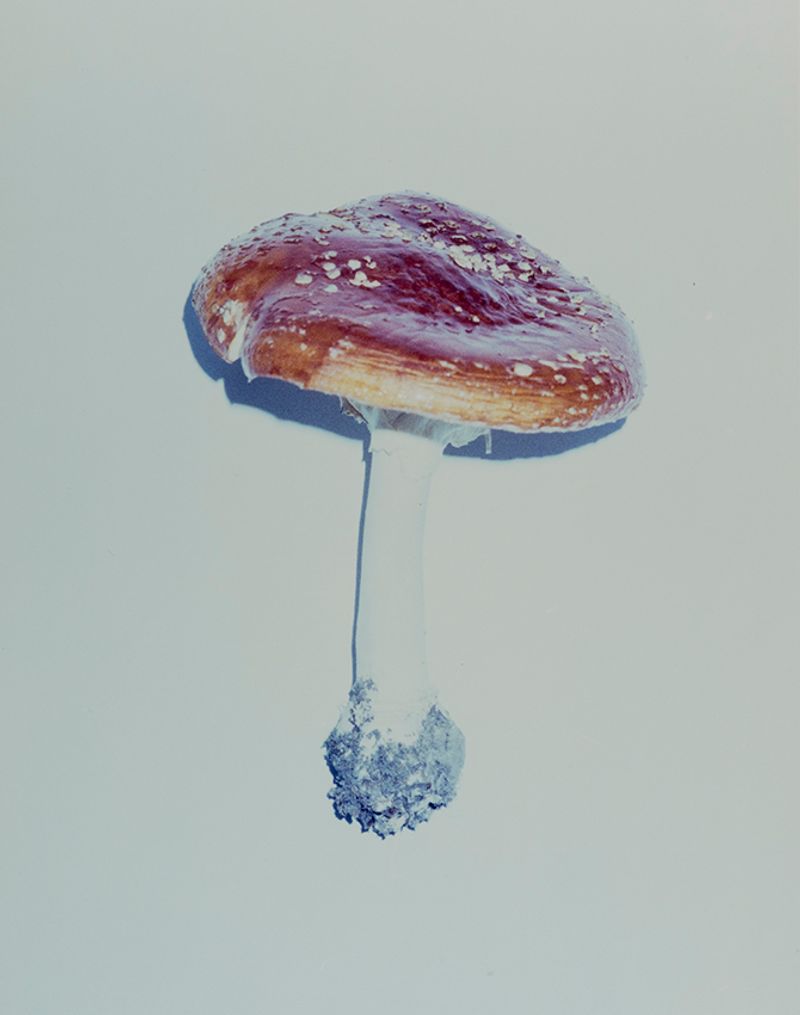 © Laving - Image from the Fever photography project