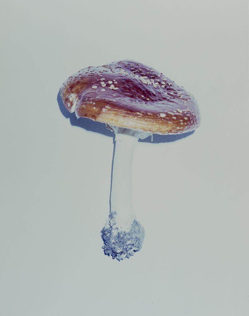 © Laving - Image from the Fever photography project