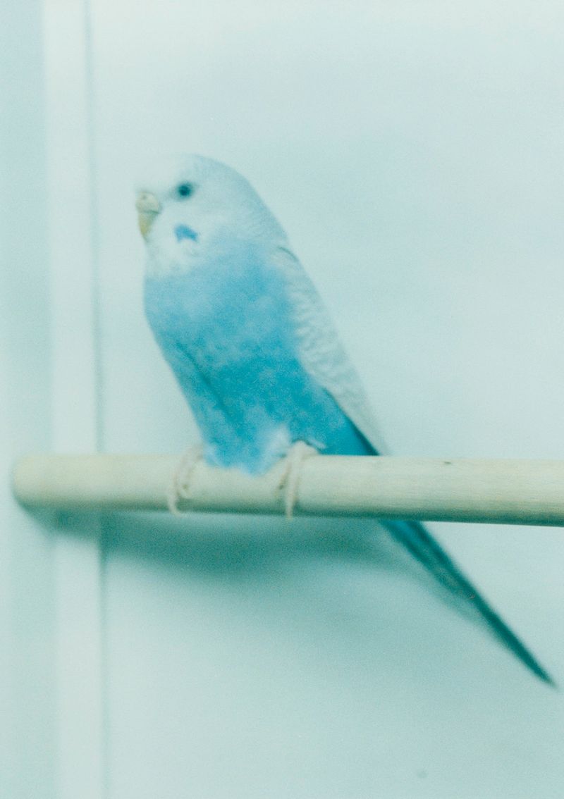 © Laving - Image from the Fever photography project