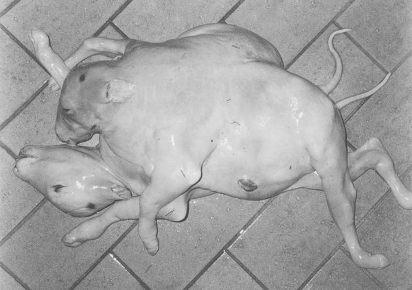 © Laving - Image from the Fever photography project