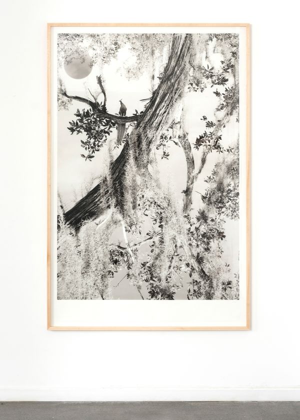 © Itamar Freed - Peacock, Photography, inkjet pigment print on archival Kozo Japanese paper 175 x 110 cm