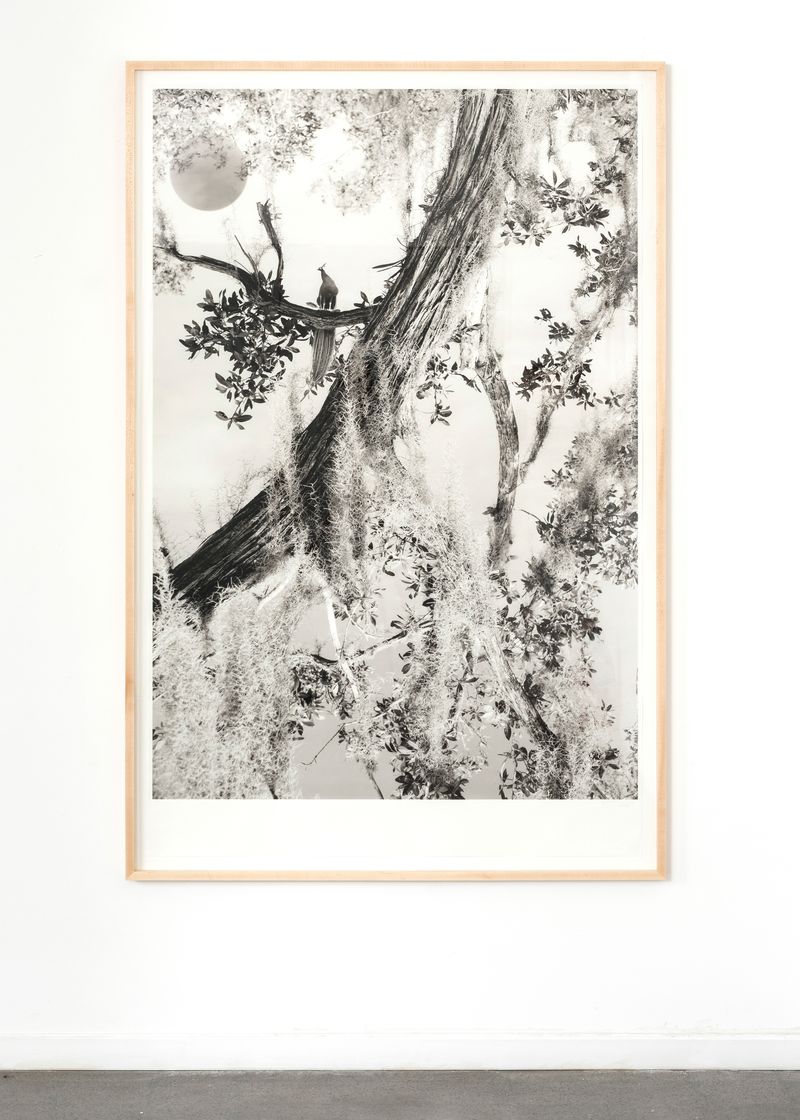 © Itamar Freed - Peacock, Photography, inkjet pigment print on archival Kozo Japanese paper 175 x 110 cm