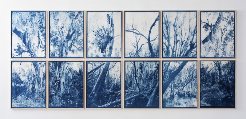 © Itamar Freed - Dream in Blue (polyptych), Cyanotype on Tosa Wasa handmade Japanese paper, 160 X 360 cm or 80 x 60 cm each