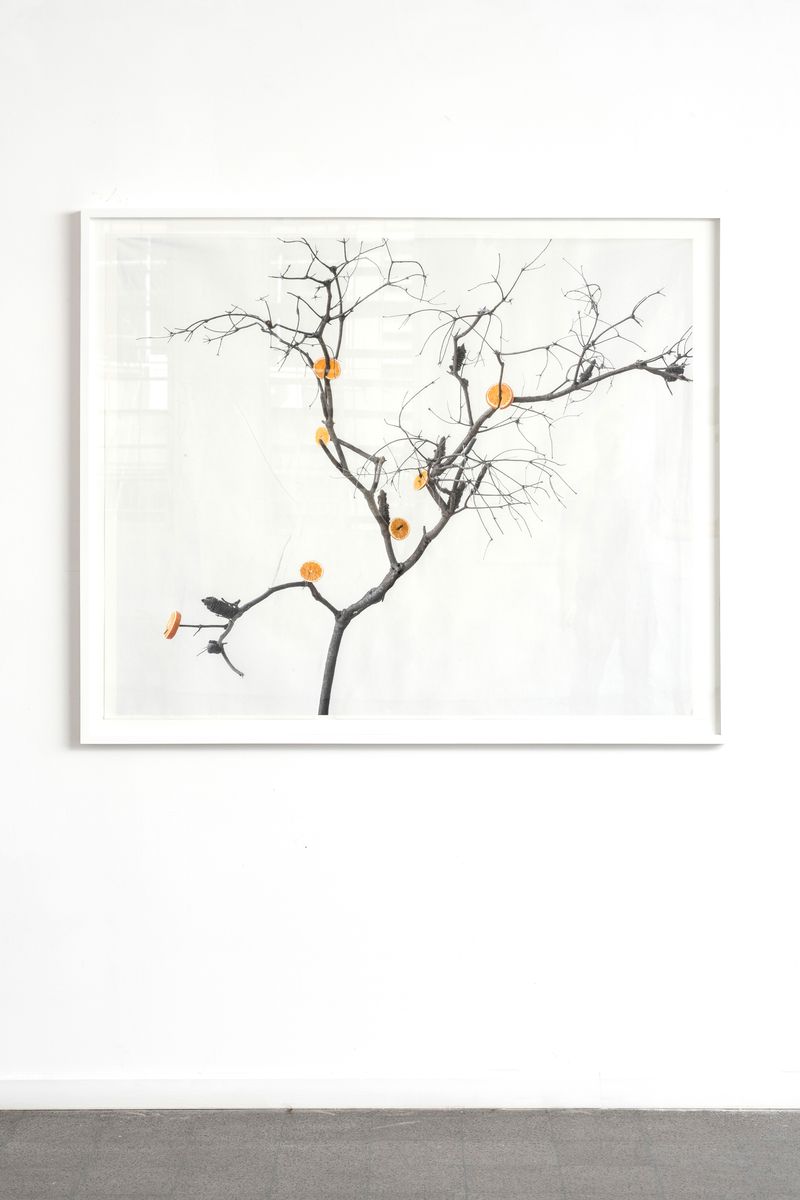© Itamar Freed - Orange Tree, 2019, Photography, inkjet pigment print on archival Kozo Japanese paper, 110x133 cm