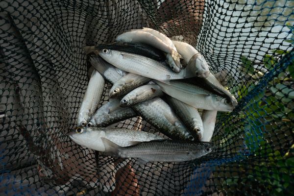 © Pakak Banak - Fish caught by local residents from the seawater flooding