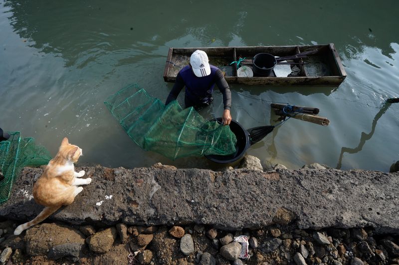 © Pakak Banak - Not only humans, but also cats wait for the fish caught by residents from the seawater flooding