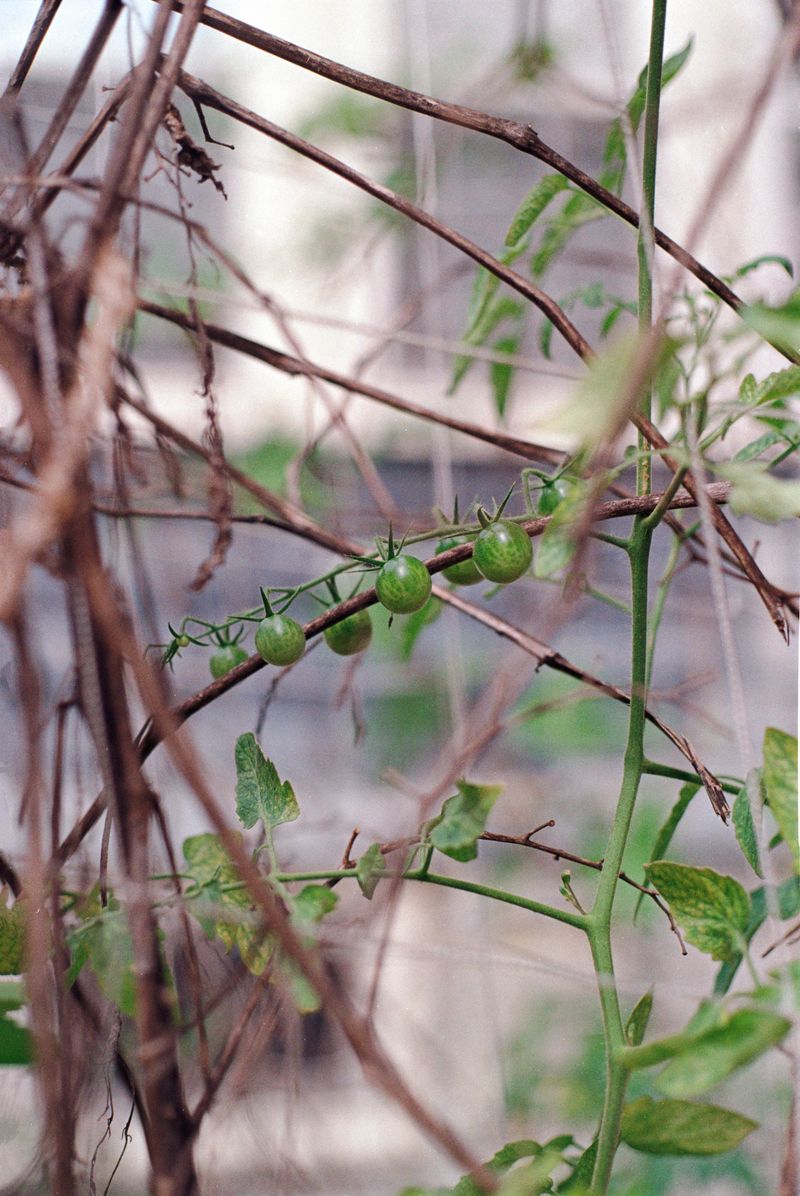 © brynne quinlan - Image from the City of Seven Hills photography project