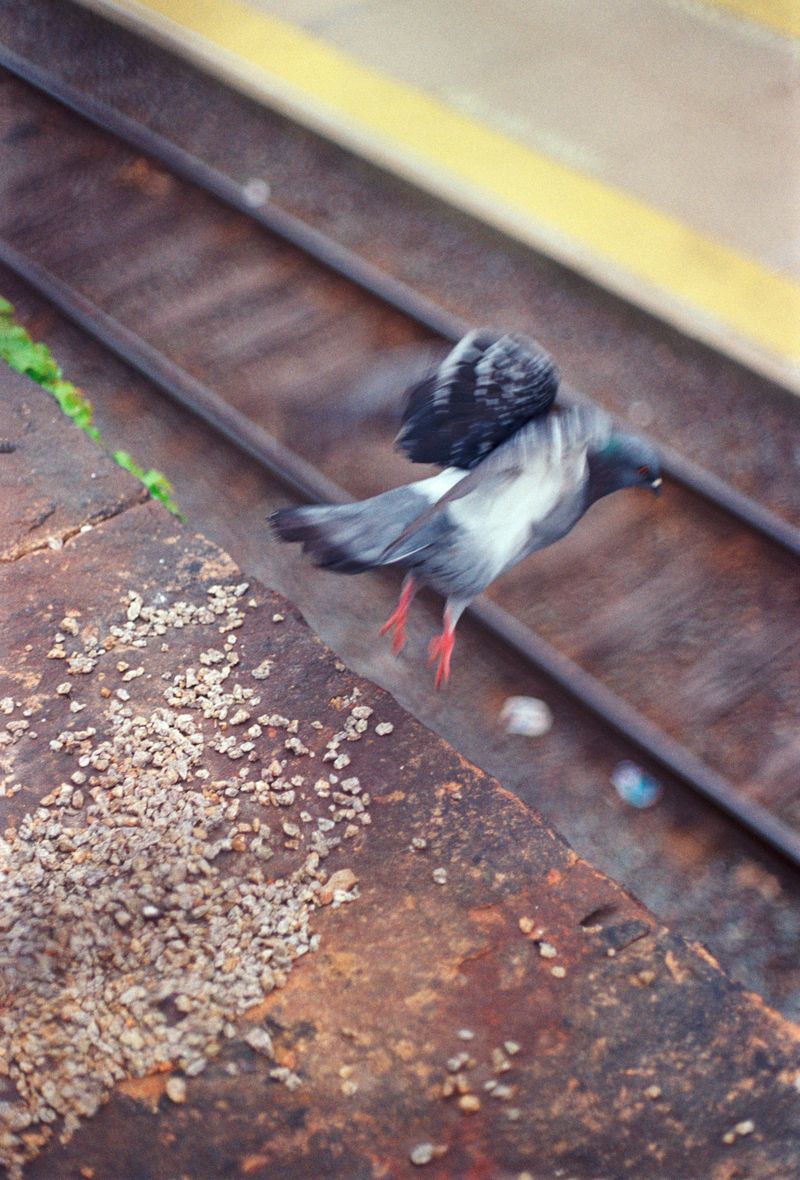 © brynne quinlan - Image from the Odd Little Present photography project