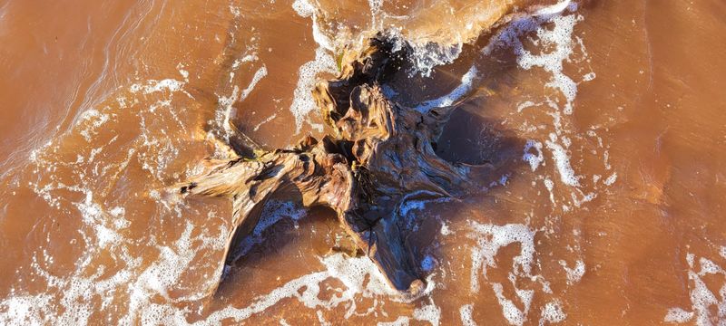 © Kellie Mattatall - Image from the The Trees are Drowning photography project