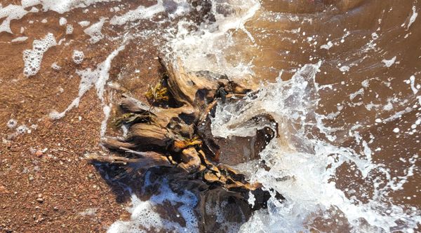 © Kellie Mattatall - Image from the The Trees are Drowning photography project