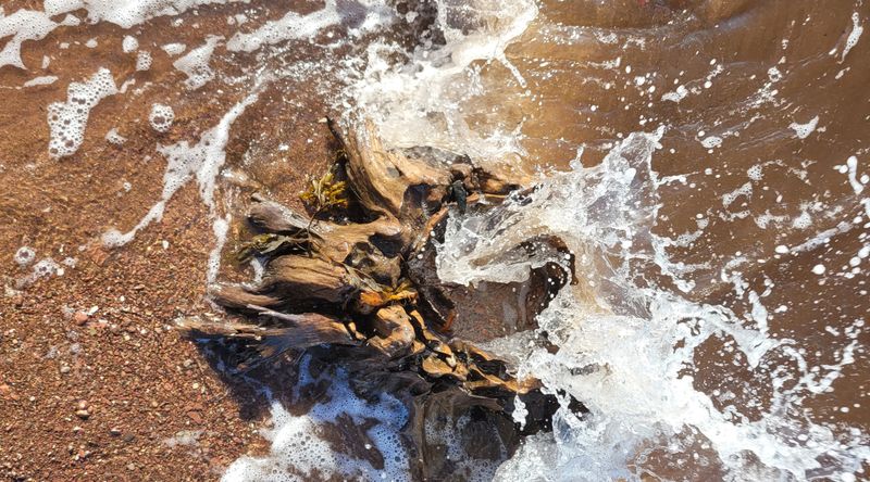 © Kellie Mattatall - Image from the The Trees are Drowning photography project