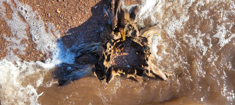 © Kellie Mattatall - Image from the The Trees are Drowning photography project