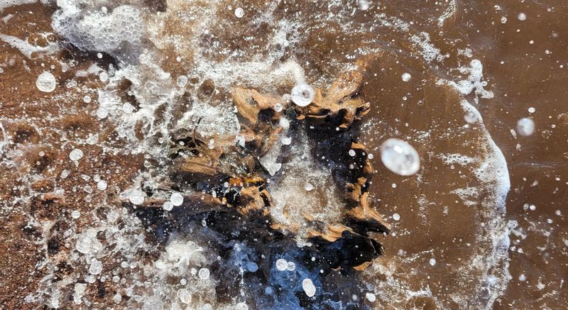 © Kellie Mattatall - Image from the The Trees are Drowning photography project