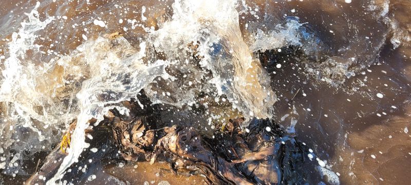 © Kellie Mattatall - Image from the The Trees are Drowning photography project