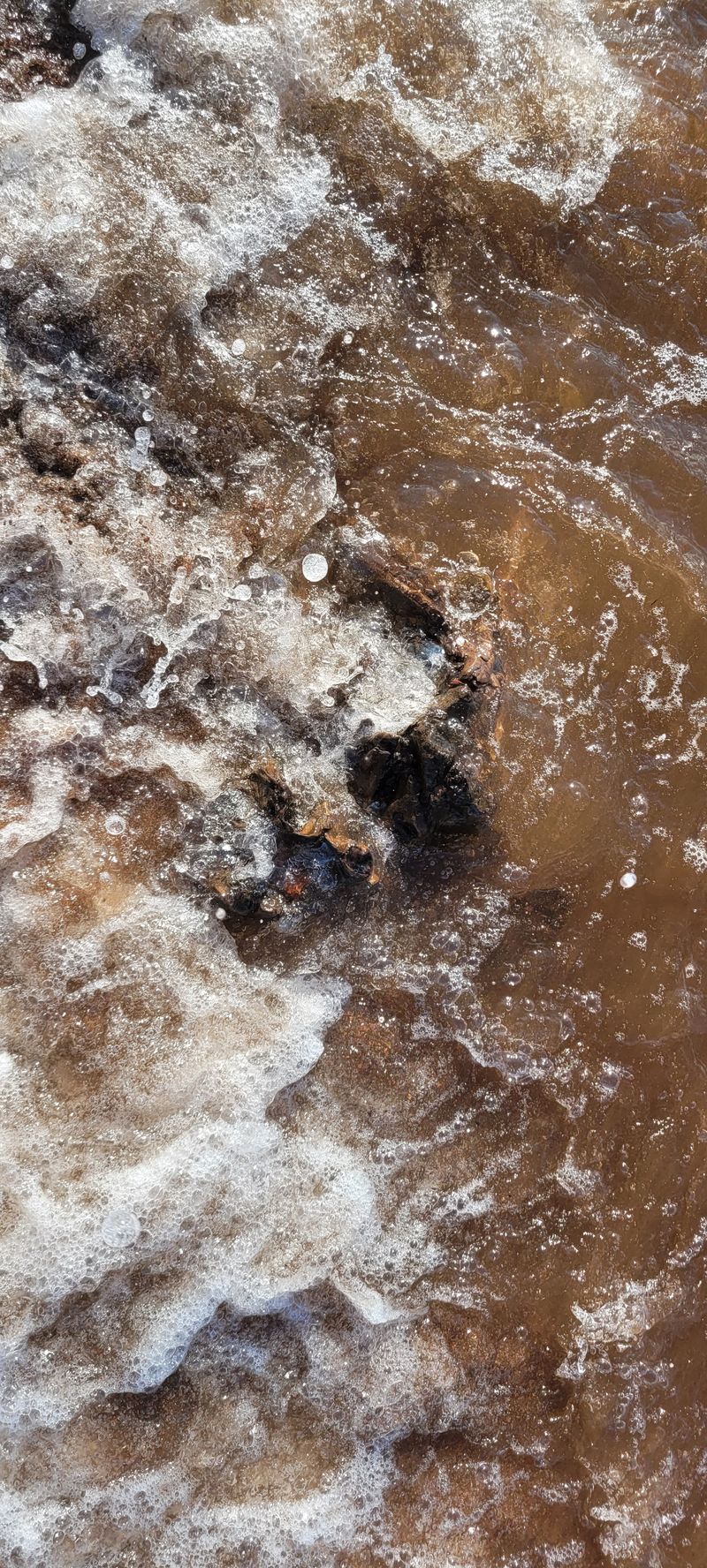 © Kellie Mattatall - Image from the The Trees are Drowning photography project