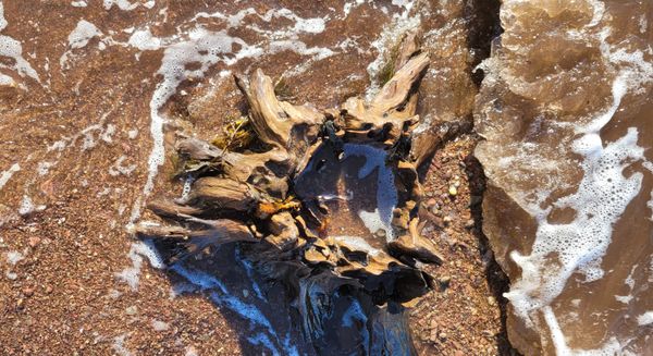 © Kellie Mattatall - Image from the The Trees are Drowning photography project