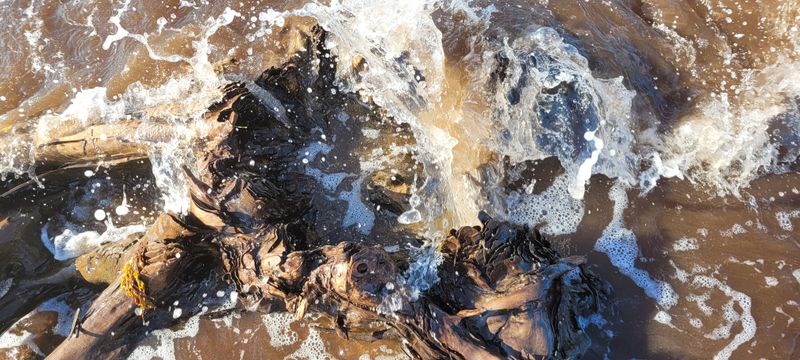 © Kellie Mattatall - Image from the The Trees are Drowning photography project