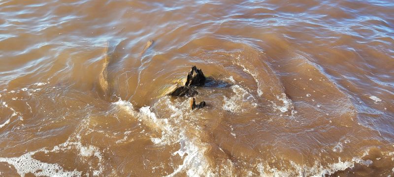 © Kellie Mattatall - Image from the The Trees are Drowning photography project