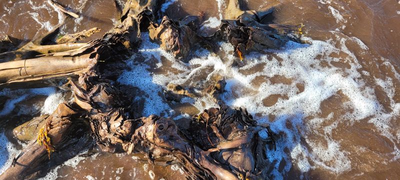 © Kellie Mattatall - Image from the The Trees are Drowning photography project