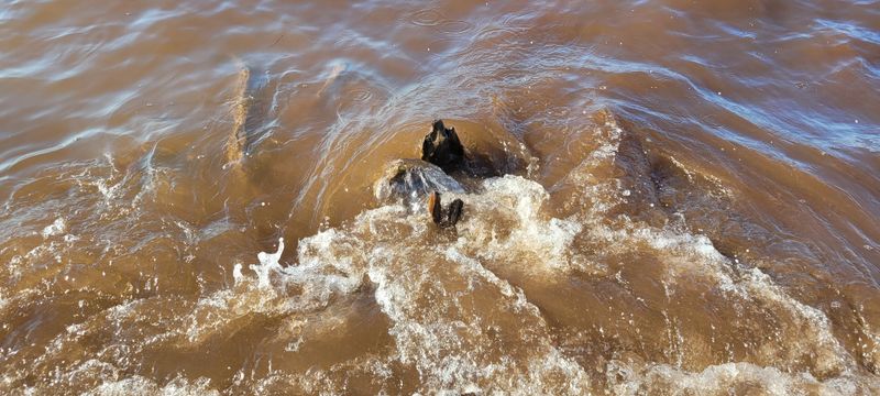 © Kellie Mattatall - Image from the The Trees are Drowning photography project