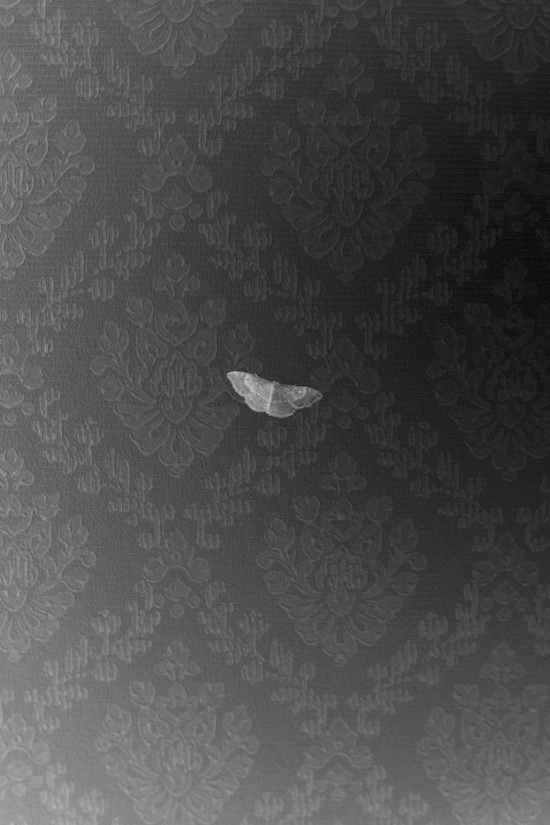 © Daria Nazarova - Image from the Natura photography project