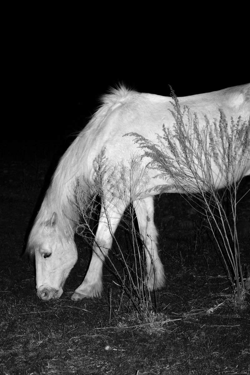 © Daria Nazarova - Image from the Natura photography project