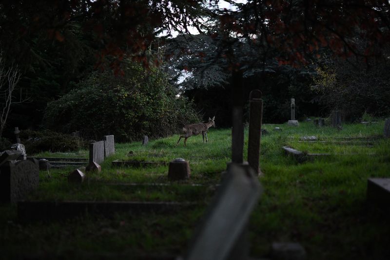 © Maria Short - 11th November 2021