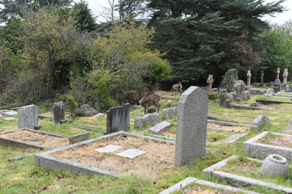 © Maria Short - Image from the Life at the Cemetery during the Anthropocene photography project