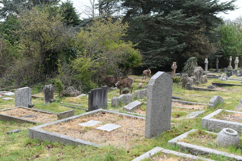 © Maria Short - Image from the Life at the Cemetery during the Anthropocene photography project