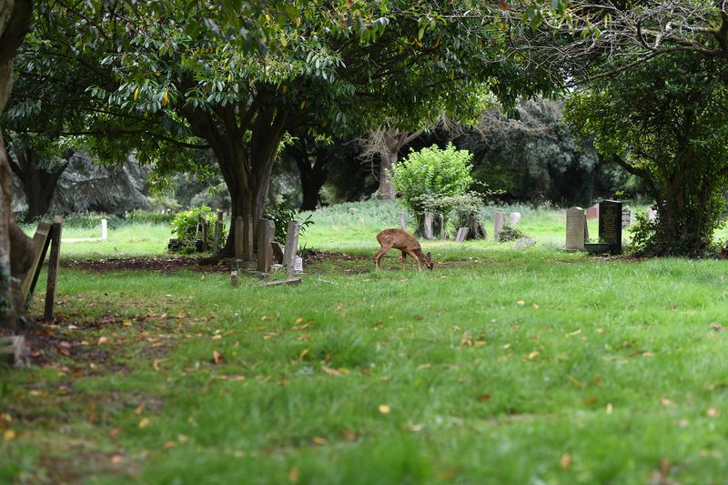 © Maria Short - Image from the Life at the Cemetery during the Anthropocene photography project