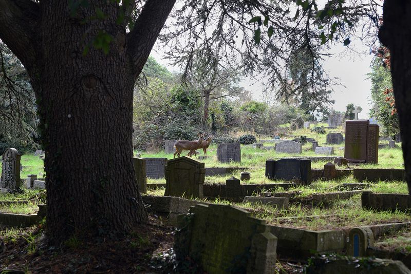 © Maria Short - Image from the Life at the Cemetery during the Anthropocene photography project
