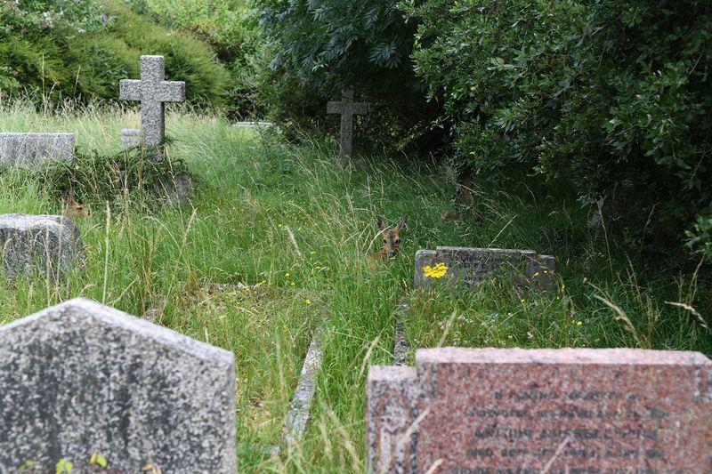 © Maria Short - Image from the Life at the Cemetery during the Anthropocene photography project