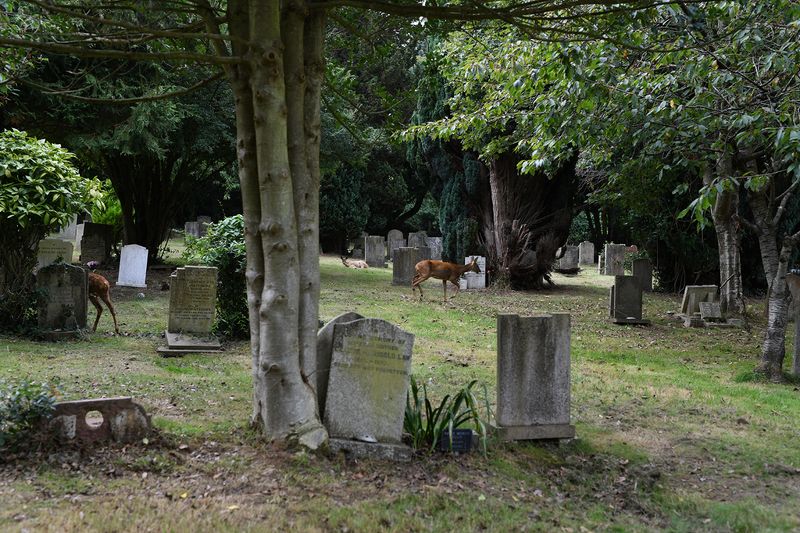 © Maria Short - Image from the Life at the Cemetery during the Anthropocene photography project