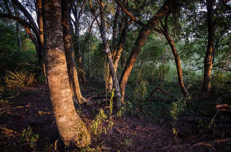 © Marcelo David Sandoval - Image from the The Invisible Ones -a strange documentary into the wetlands photography project